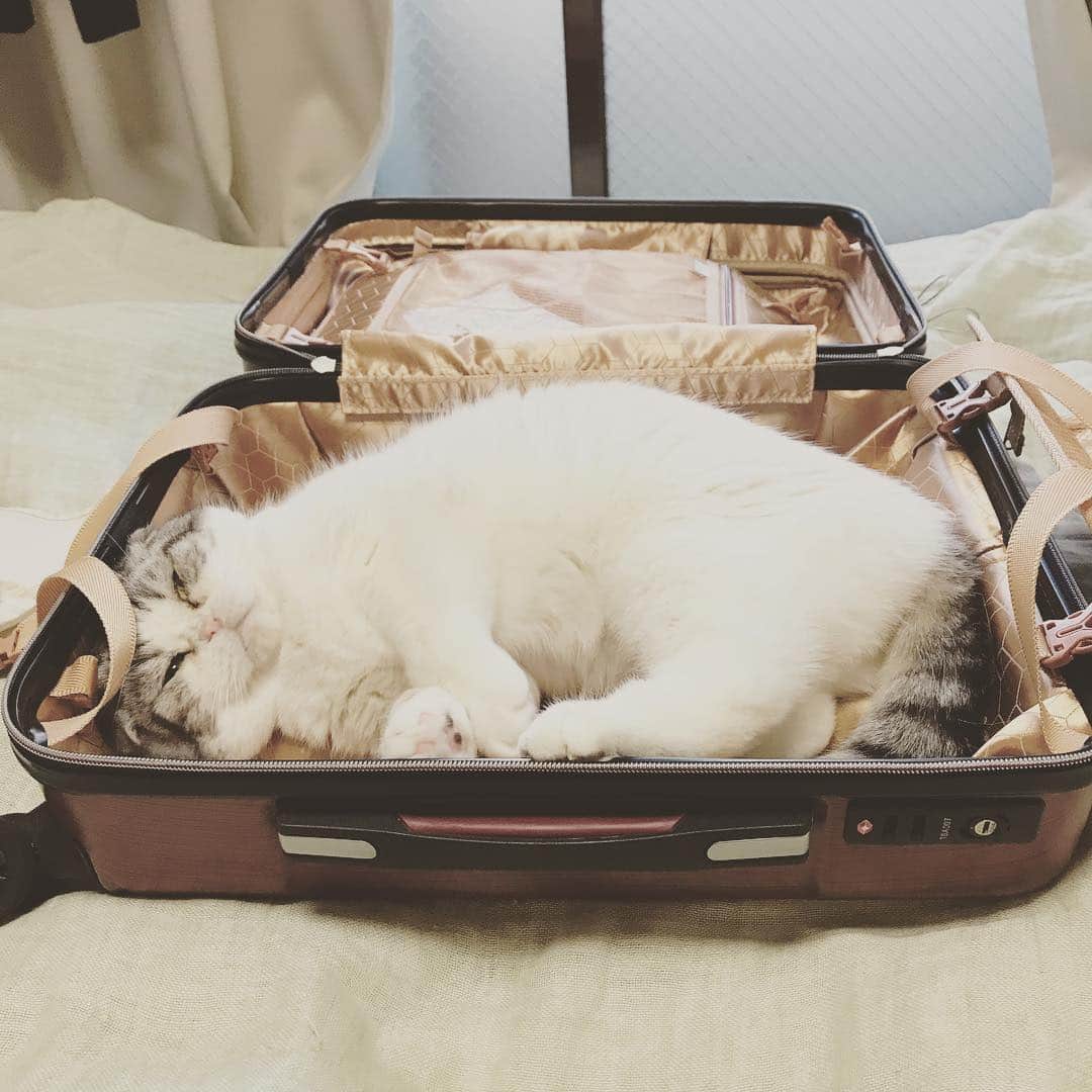 栗原まもるのインスタグラム：「明日から九州に行くので荷造りをしております。」