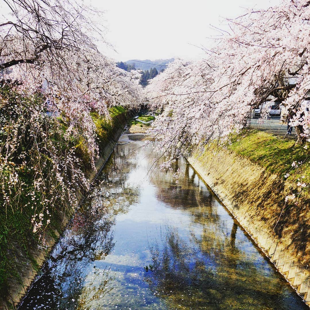 松本隆博のインスタグラム：「。 松山から大洲市へ向う 途中、カメラ持った団体 がいて、その先には… 素晴らしい桜🌸。 Uターンしてパチリ(^^)/」