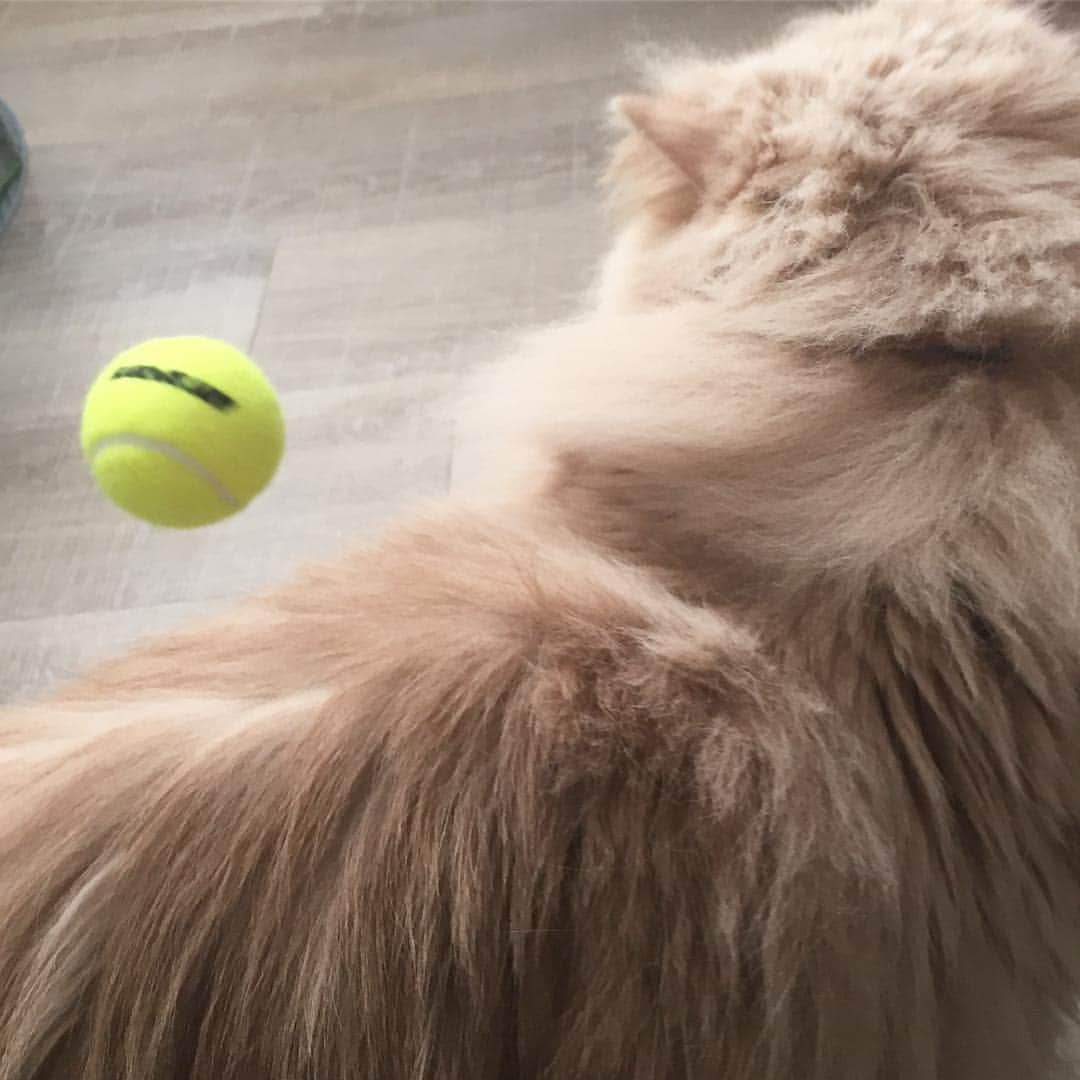 ミッシュさんのインスタグラム写真 - (ミッシュInstagram)「テニス部 希望😾 #ミッシュ #飛んできた 🎾#ボール  #鼻でキャッチ  #反射神経#バツグン #え #匂いかぎたいだけ ？ #てゆーか 。。 #そのシルエット #お花見団子 🍡笑 #misch1207s  #ブサ可愛 #鼻ぺちゃ  #cat #ねこあつめ #エキゾチックロングヘア  #ねこ #ネコ #猫  #neko #猫部 #ねこ部 #にゃんだふるらいふ #猫莫迦 #catstagram #Exoticlonghair  #catsofinstagram #cats_of_instagram  #catlover」3月26日 16時09分 - misch1207s