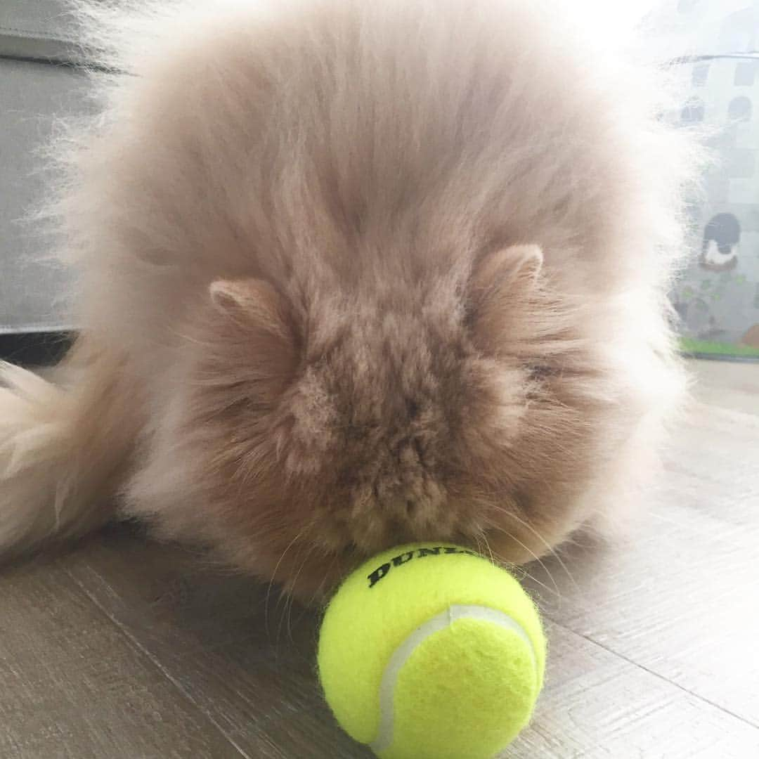 ミッシュさんのインスタグラム写真 - (ミッシュInstagram)「テニス部 希望😾 #ミッシュ #飛んできた 🎾#ボール  #鼻でキャッチ  #反射神経#バツグン #え #匂いかぎたいだけ ？ #てゆーか 。。 #そのシルエット #お花見団子 🍡笑 #misch1207s  #ブサ可愛 #鼻ぺちゃ  #cat #ねこあつめ #エキゾチックロングヘア  #ねこ #ネコ #猫  #neko #猫部 #ねこ部 #にゃんだふるらいふ #猫莫迦 #catstagram #Exoticlonghair  #catsofinstagram #cats_of_instagram  #catlover」3月26日 16時09分 - misch1207s