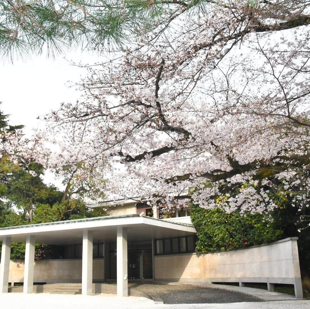 フランス大使館さんのインスタグラム写真 - (フランス大使館Instagram)「おはようございます☀東京では桜の花がだんだんと見ごろを迎えていますね🌸。大使公邸の桜もまもなく満開です。みなさんのお花見の写真もぜひ、お送りください！ #桜 #花見  Bonjour à tous ☀ La floraison des cerisiers a commencé à Tokyo 🌸 ! Les cerisiers de la Résidence de France seront très bientôt en pleine floraison, mais ils sont déjà superbes. Nhesitez pas à nous envoyer vous aussi vos photos de Hanami, en France ou au Japon !  #Hanami #Sakura」3月26日 16時07分 - ambafrancejp