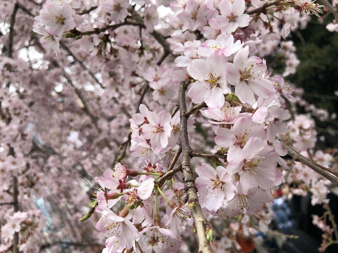 涼邑芹さんのインスタグラム写真 - (涼邑芹Instagram)「桜綺麗に咲いてました🥰🌸 #桜 #春  #お花見」3月26日 16時20分 - seri_suzumura