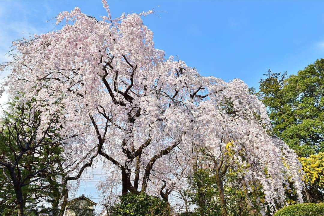 川越氷川神社のインスタグラム