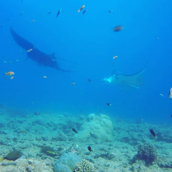 alize 「アリゼ」のインスタグラム：「#今日のマンタ #alizedive  #newcaledonia  #noumea  #diving  #diver  #divermag  # Nouvelle-Calédonie  #GoPro  #underwaterphoto  #ニューカレドニア  #ダイビング  #水中写真  #ダイビング好きな人と繋がりたい  #水中動画 #manta #マンタ #ブラックマンタ #film #natural #underwatervideo @alizedive」