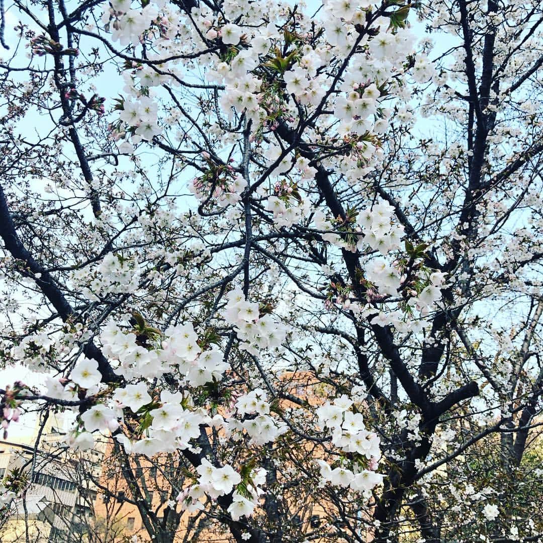 小川薫さんのインスタグラム写真 - (小川薫Instagram)「3か月にわたり開催させて頂いたイタリアンレッスンが今日で無事に終了しました💕ご参加くださった皆さまありがとうございます。 大阪のソメイヨシノの開花宣言はまだのようですがサロン前の堀江公園の桜は少しずつ咲いてきましたよ🌸鳥たちがついばんだ花びらを浮かべてお部屋からお花見。お片付けと次回の春の和食レッスンの準備を頑張ります🍀 堀江に移転して３度目の春。お友達の皆さま少しの間、レッスンはないのでシャンパン持って遊びに来てくださいね🥂お花見しましょ🍡  次回の春の和食レッスンは４月５日からスタートします。ほぼ満席ですがご興味のある方はホームページのコンタクト欄からお問い合わせください💌  http://salondeclover.net  #salondeclover  #サロンドクローバー #小川薫 #おもてなし #おもてなし料理教室 #料理教室 #料理研究家 #テーブルコーディネート #テーブルコーディネーター  #大阪料理教室 #cookingclass  #tablesetting  #堀江 #堀江公園 #tablecoordinate #パーティーフード #おもてなし料理 #ホームパーティー #イタリア料理 #イタリアン #イタリア料理教室 #旬の食材レシピ #豊かな食卓 #丁寧な暮らし #春の和食  #和食レッスン #桜 #sakura」3月26日 16時59分 - salondeclover
