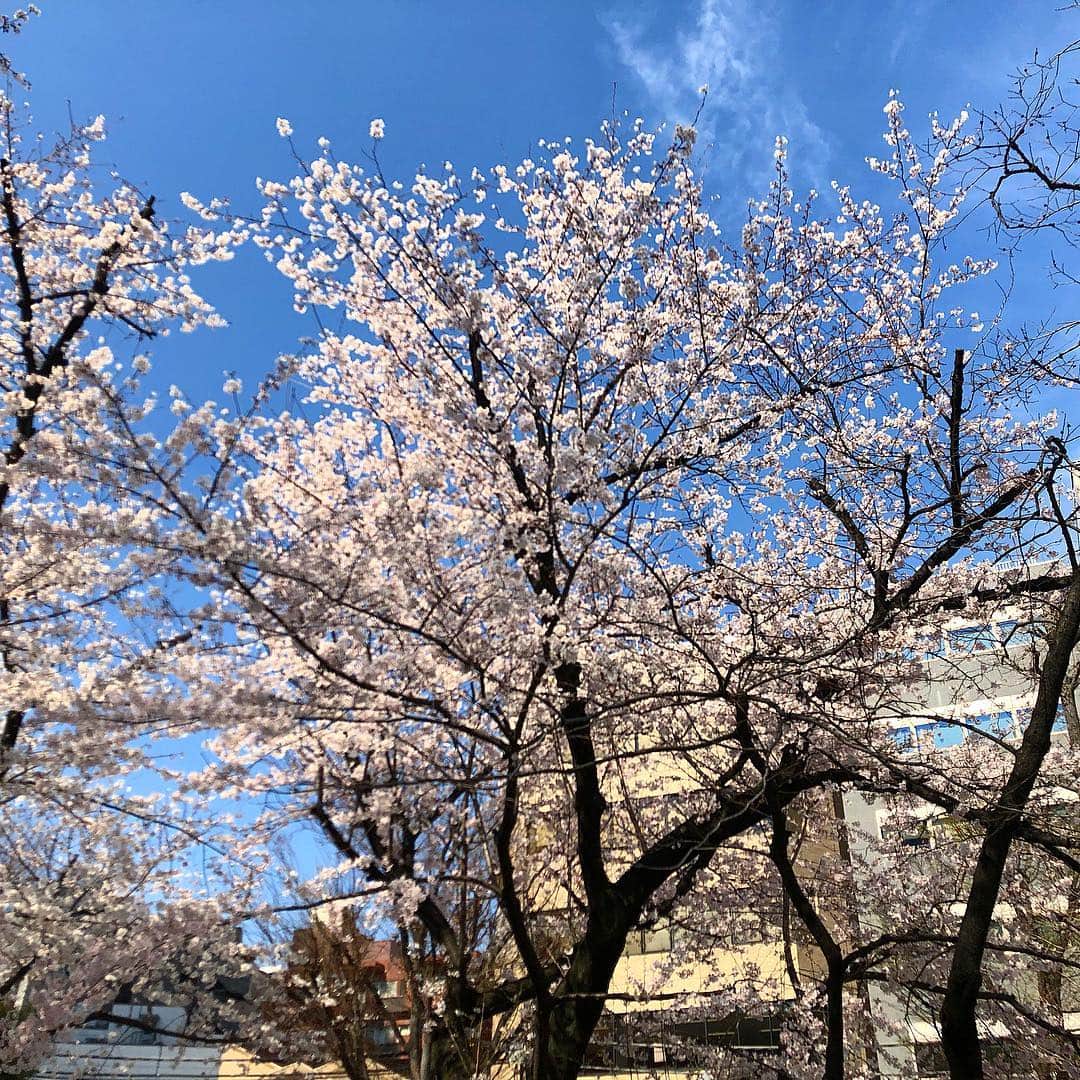 天神英貴さんのインスタグラム写真 - (天神英貴Instagram)「桜が咲きましたよ^_^ Spring has come in Tokyo!Pretty beautiful season started in Japan.」3月26日 17時11分 - tenjin_hidetaka