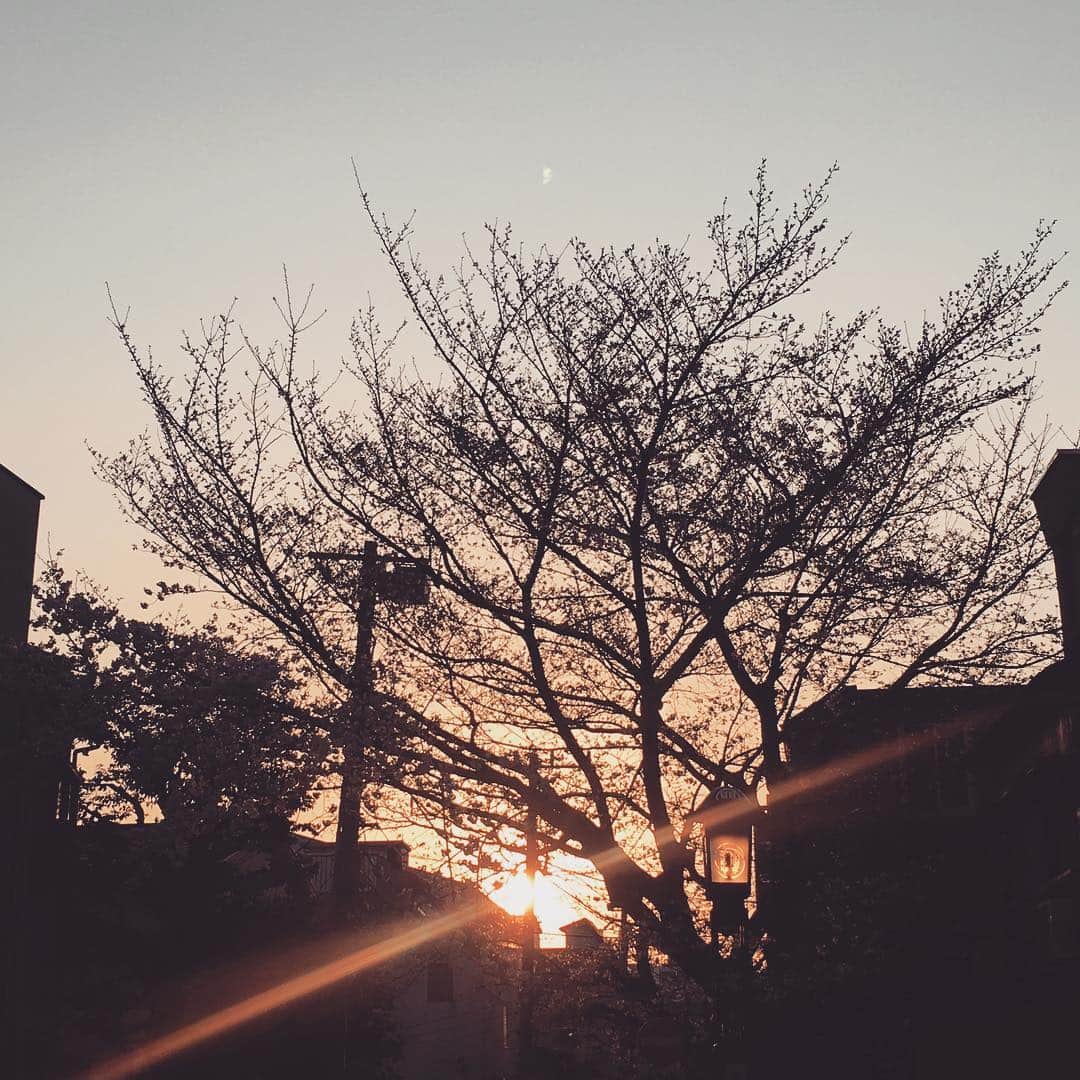 azumiのインスタグラム：「いちおう初桜 #桜」