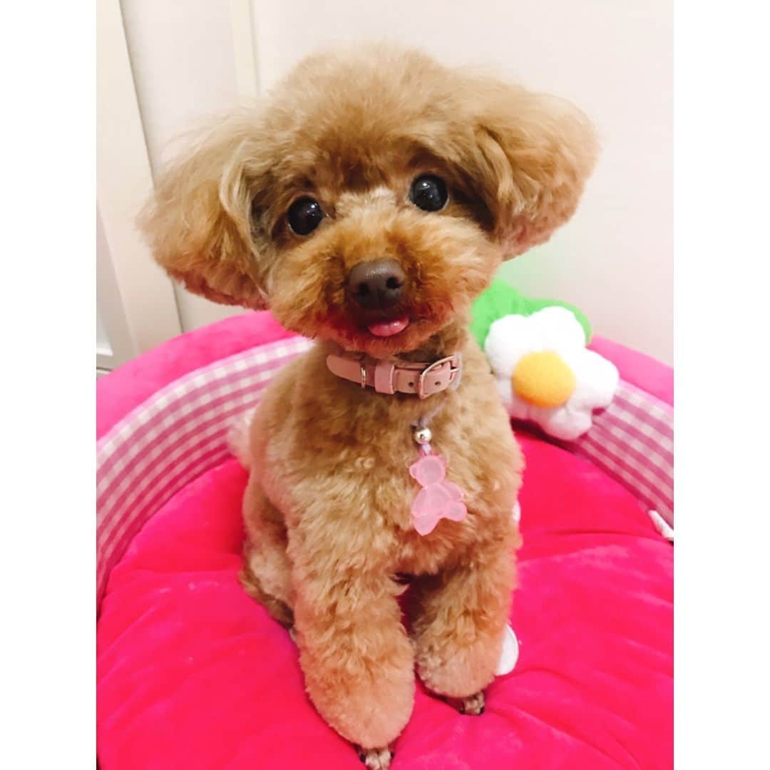 のインスタグラム：「今日美容室で頑張りました💕 ＊ ＊ ＊ #トイプードル#トイプードルレッド#ティーカッププードル#トイプードル多頭飼い#プードル#わんこ#愛犬#親バカ部#ふわもこ部#可愛い💕 #toypoodle#toypoodlered#toypoodlegram#mydog#mypet#poodle#mysweetbaby#lovedogs#토이푸들」