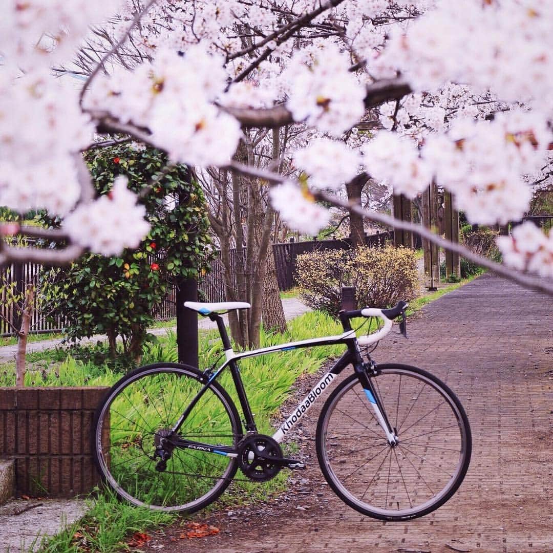 のインスタグラム：「そろそろ #KBお花見ライド の時期ですね！今年も愛車と春のお花の写真をお待ちしております。 .　 1枚目の写真は去年の3月27日に撮ったものです。今年よりも桜の開花が早かったんですね。今年は1週間くらい遅れてやってくるのでしょうか。とても楽しみですね。 .　 2枚目には、スポーツバイクをきれいに撮る方法を載せています。ぜひお試しください！ .　 #KhodaaBloom #コーダーブルーム #FARNA700 #FARNA #桜」