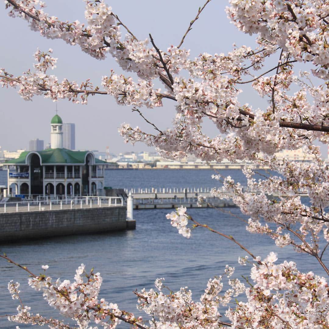 ヨコハマ グランド インターコンチネンタル ホテルさんのインスタグラム写真 - (ヨコハマ グランド インターコンチネンタル ホテルInstagram)「大岡川桜クルーズで、約600本もの桜のトンネルをくぐり抜ける船上からのお花見はいかがでしょうか。今週末が見頃です🌸 ・ #クルーズ #桜 #大岡川 #花見 #お花見 #ヨコハマグランドインターコンチネンタルホテル #みなとみらい #横浜 ・ #cruse #sakura #minatomirai #yokohama #hanami #intercontinentalyokohamagrand #intercontinentallife #ihgjapantravel」3月26日 17時37分 - intercontinentalyokohamagrand