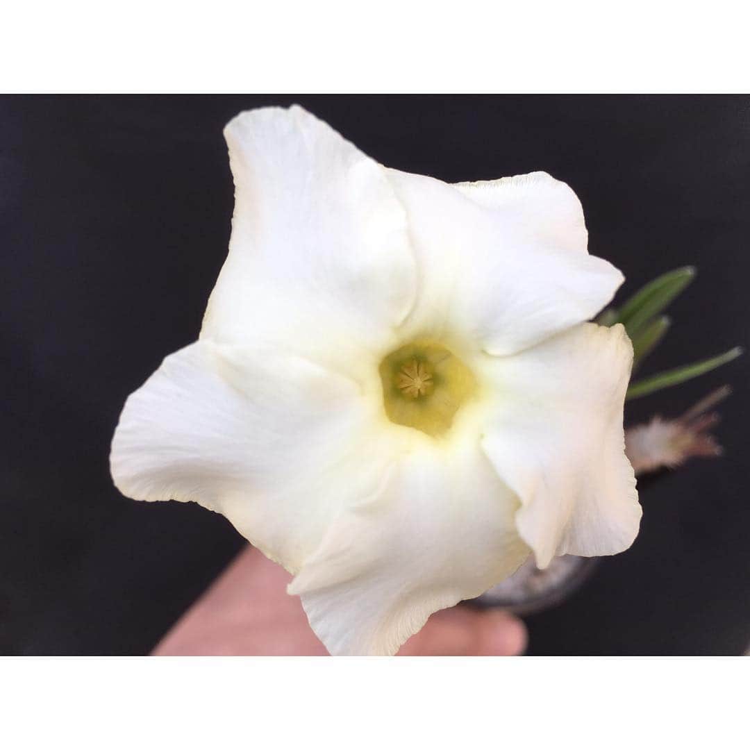 のインスタグラム：「✫ あまり花が綺麗じゃないね🤷‍♂️ . . #Pachypodiuminopinatum #パキポディウム #inopinatum #イノピナツム #pachyflow」