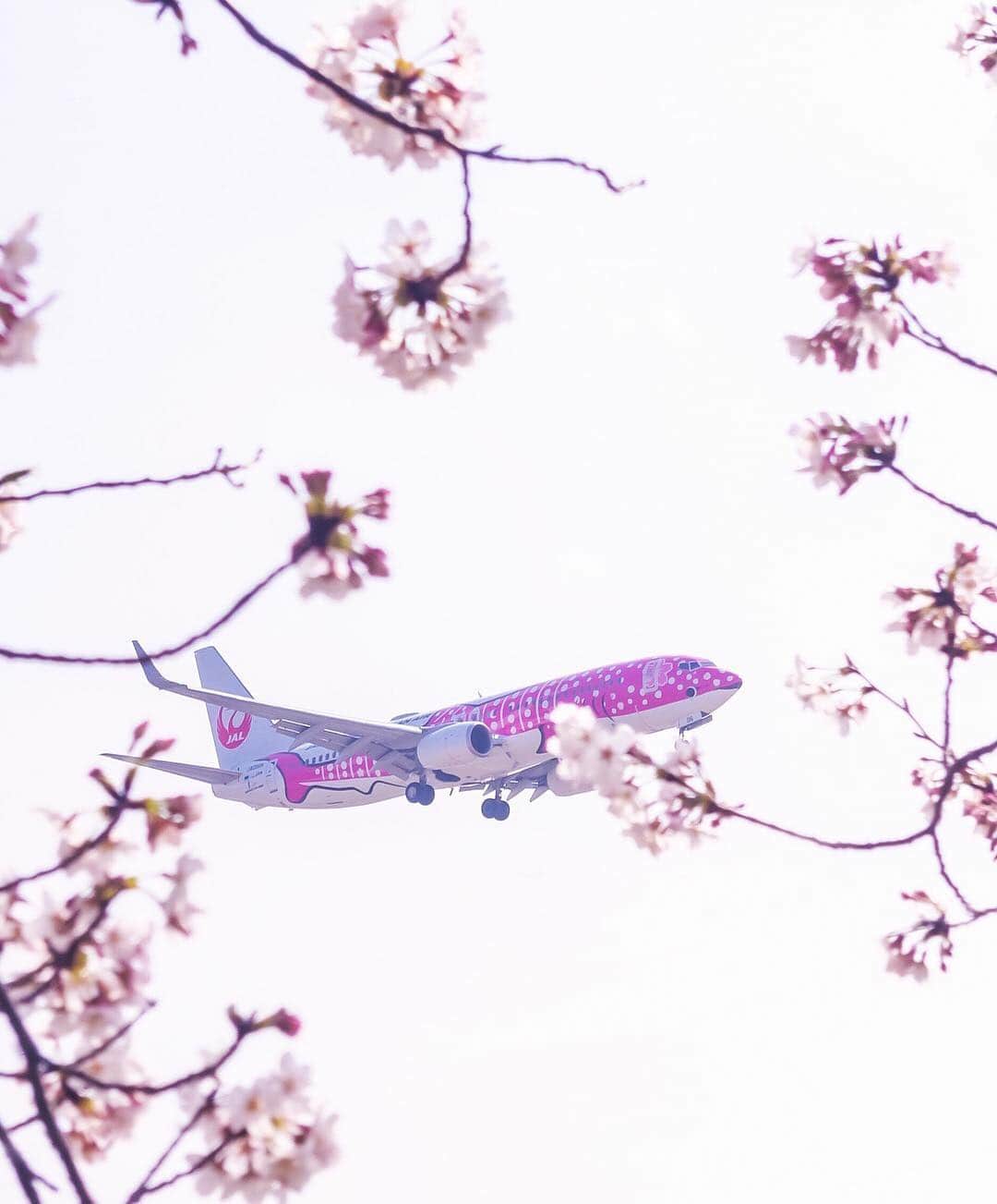 のインスタグラム：「.⠀ #JAL #ChargeUpMarch A Sakura-colored Jinbei Jet looks right at home when viewed through a sea of cherry blossoms. Where are your favorite cherry blossoms? Share below! ✈ . 桜色の空を泳ぐさくらジンベエ🌸⠀ みなさんのおすすめの桜の名所はどこですか？⠀ コメントで教えてください✈︎⠀ .⠀ .⠀ photo by @angulon_r  Post your memories with #FlyJAL⠀ ⠀ #JapanAirlines ⠀ #travel #airplane #springiscoming #springisintheair⠀」