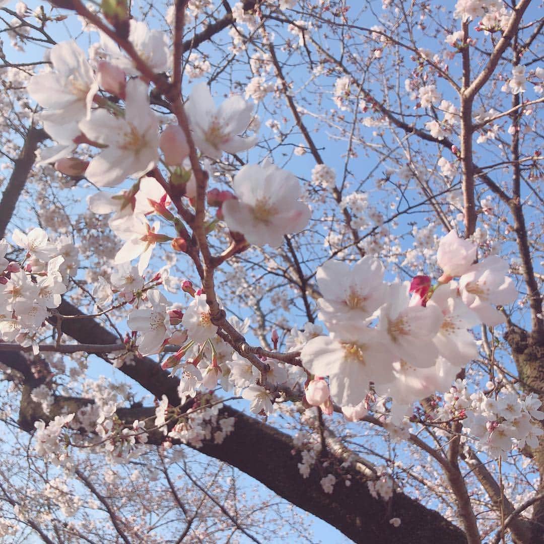 真奈さんのインスタグラム写真 - (真奈Instagram)「お花見した🌸」3月26日 17時53分 - manatmnt0116