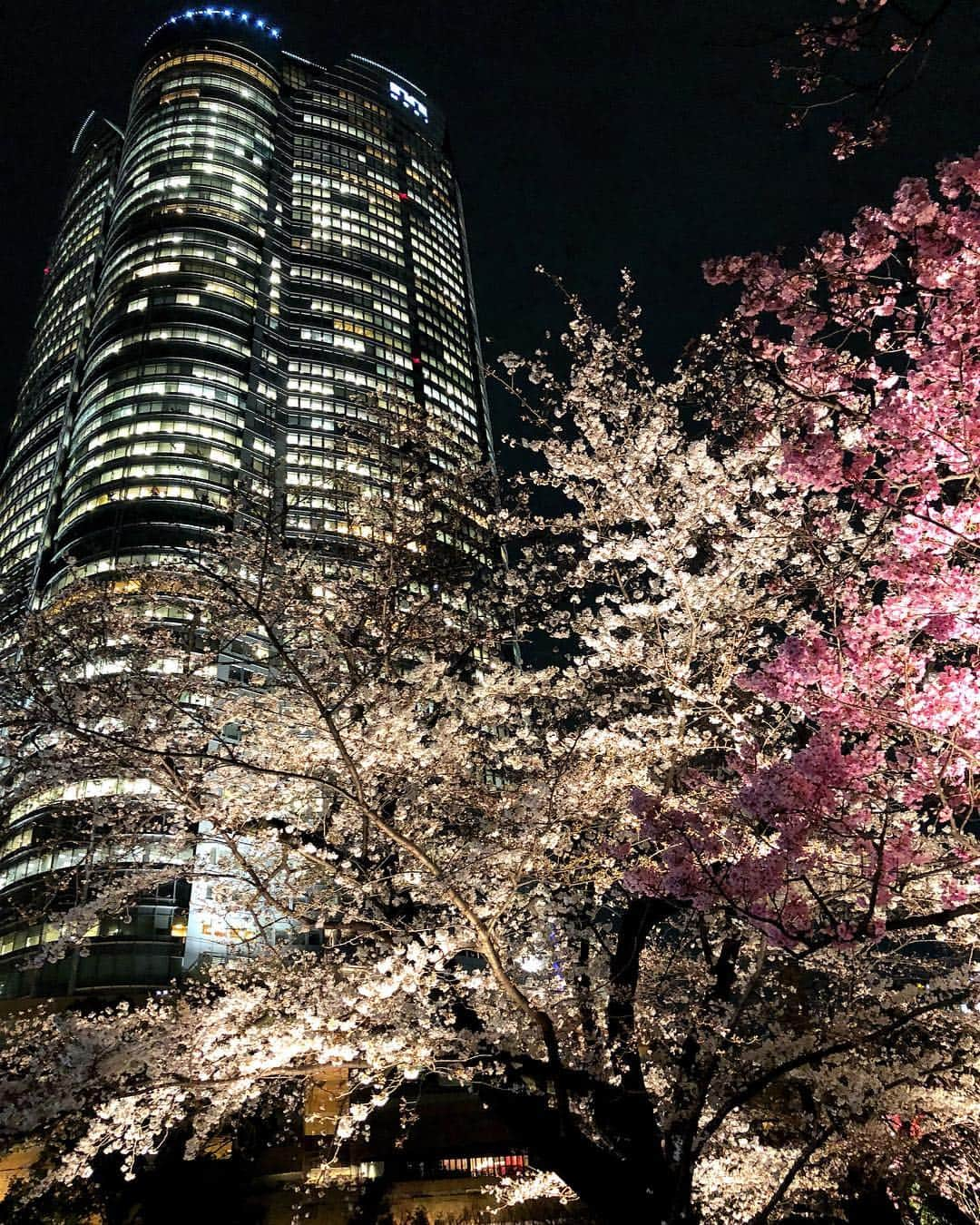 藤井美加子さんのインスタグラム写真 - (藤井美加子Instagram)「☆﻿ Roppongi Hills and Sakura.🌸🌸🌸﻿ ﻿ 桜っていいね。﻿ 色っぽいね。 ﻿ 優しい時間を過ごされますように🌟😽💫﻿ ﻿ ﻿ #お花見#桜#さくら#SAKURA#サクラ#毛利庭園#桜ライトアップ#夜桜#開花#六本木#日本の風景#日本の花#春﻿ #cherryblossom#roppongi#japan_vacations#japanphoto#photo#photography#photo_jpn#sakuraphoto#spring」3月26日 17時47分 - mikako_miki