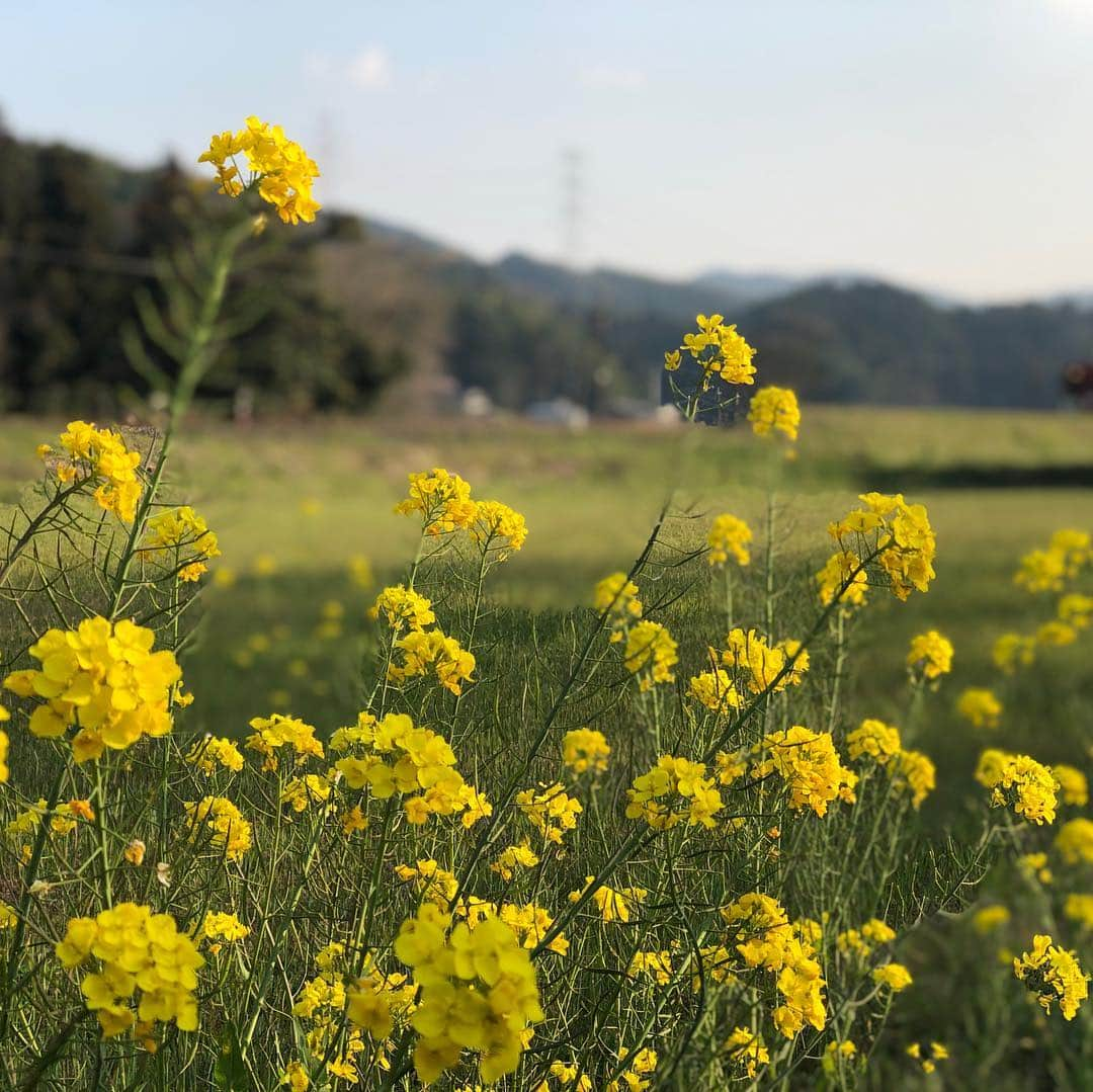 中上真亜子さんのインスタグラム写真 - (中上真亜子Instagram)「別れと出逢いの季節。 大自然に囲まれると心が癒える。 癒されるフォト。 ジェニックだ。 #フォトジェニック #私が撮った風」3月26日 17時47分 - maako_nakagami