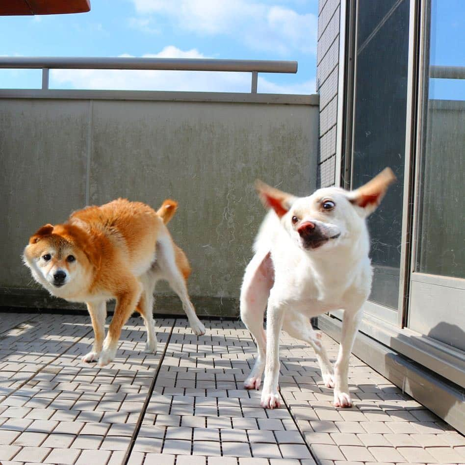 柴犬ハル&保護犬すずさんのインスタグラム写真 - (柴犬ハル&保護犬すずInstagram)「We can fly🕊 . 「おかーしゃーーん！ ちょっと飛んでみる！」 . #ハルねーちゃんもだよ！ #せーの #フライアウェーーーーイ  #きっと今は自由に空も飛べるはず  #実写版ダンボ . #柴犬#柴#kagoshima#dog#puppy#shibainu#shibastagram#いぬバカ部#family#鹿児島#赤柴#雑種#天文館#日本犬#保護犬を家族に#保護犬#元保護犬#ディズニー#ダンボ」3月26日 17時49分 - haruharu040777