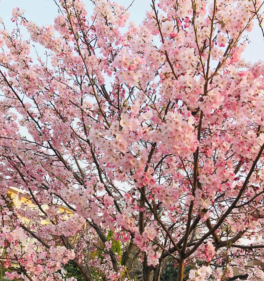 萩原佐代子さんのインスタグラム写真 - (萩原佐代子Instagram)「駅からの帰り道♡川添いに春」3月26日 17時55分 - hagiwarasayoko