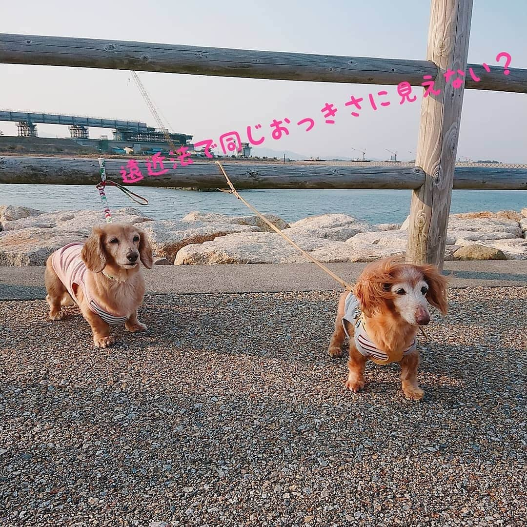 ピックさんのインスタグラム写真 - (ピックInstagram)「@saku_327 さくらちゃん🐶🐾と、ピック 、 徳島6日目💝 、 16歳最後のさくらちゃんと、初めて会った海辺のお散歩に🐾🐾🐾🐾 、 潮風感じながら、やっぱりゆっくりゆっくりマイペースに🐶🐶 、 とっても楽しそうにお散歩したね❗ 、 ママたちは、そんな、姿をみながら、ニタニタ😍😍😍😍 、 おじいちゃんおばあちゃんのお散歩でした❤️ 、 お揃いコーデ  ピックがグレーが似合わないので😁ピックがピンクなのだー❤️ 、 #海辺 #お散歩 #仲良し #徳島県 #デート #犬のいる生活 #犬のお洋服  #instadog #ilovedog #dogstagram #west_dog_japan #all_dog_japan #todayswanko #inulog #ミニチュアダックス #ミニチュアダックスフンド #イヌスタグラム #いぬすたぐらむ #犬 #だいすき #美容 #ダイエット #いぬドル #かわいい #シニア犬 #14歳 #ピック #モデル犬 #イケワン #わんわん小学校」3月26日 18時03分 - pick09040904