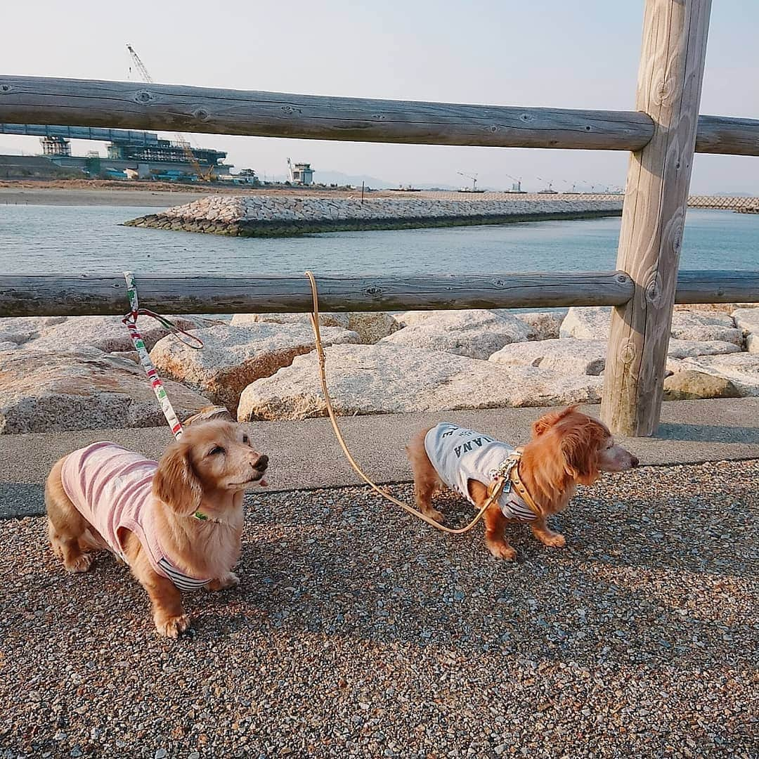 ピックさんのインスタグラム写真 - (ピックInstagram)「@saku_327 さくらちゃん🐶🐾と、ピック 、 徳島6日目💝 、 16歳最後のさくらちゃんと、初めて会った海辺のお散歩に🐾🐾🐾🐾 、 潮風感じながら、やっぱりゆっくりゆっくりマイペースに🐶🐶 、 とっても楽しそうにお散歩したね❗ 、 ママたちは、そんな、姿をみながら、ニタニタ😍😍😍😍 、 おじいちゃんおばあちゃんのお散歩でした❤️ 、 お揃いコーデ  ピックがグレーが似合わないので😁ピックがピンクなのだー❤️ 、 #海辺 #お散歩 #仲良し #徳島県 #デート #犬のいる生活 #犬のお洋服  #instadog #ilovedog #dogstagram #west_dog_japan #all_dog_japan #todayswanko #inulog #ミニチュアダックス #ミニチュアダックスフンド #イヌスタグラム #いぬすたぐらむ #犬 #だいすき #美容 #ダイエット #いぬドル #かわいい #シニア犬 #14歳 #ピック #モデル犬 #イケワン #わんわん小学校」3月26日 18時03分 - pick09040904