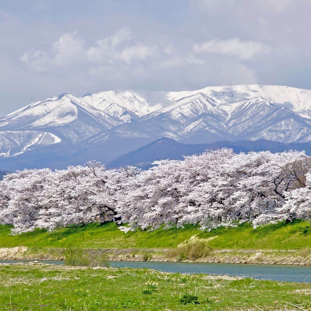 楽天トラベル さんのインスタグラム写真 - (楽天トラベル Instagram)「今年見に行きたいお花見スポットランキングをご紹介👇🏻※写真は過去の開花時のものです . 第4位は残雪の#蔵王連峰 を背景に#桜並木 が約8kmにわたって続く#宮城県 #白石川堤一目千本桜 🌸 桜の開花時期にあわせてお花見屋形船の運航やライトアップも行われます✨ 【おおがわら桜まつり】2019/4/3〜4/18 . ********************* 旅先で撮った素敵な写真に @rakutentravel をタグ付けしてシェアしてね♪ 厳選してこのアカウントで紹介させていただきます！ ********************* . #楽天トラベル #楽天  #rakutentravel #旅 #旅行 #旅に出よう #旅行好きな人と繋がりたい #travel #trip #日本 #japan #일본 #instagramjapan #IG_JAPAN #japantrip #桜 #夜桜 #桜の名所 #sakura #cherryblossom #宮城 #miyagi」3月26日 18時00分 - rakutentravel