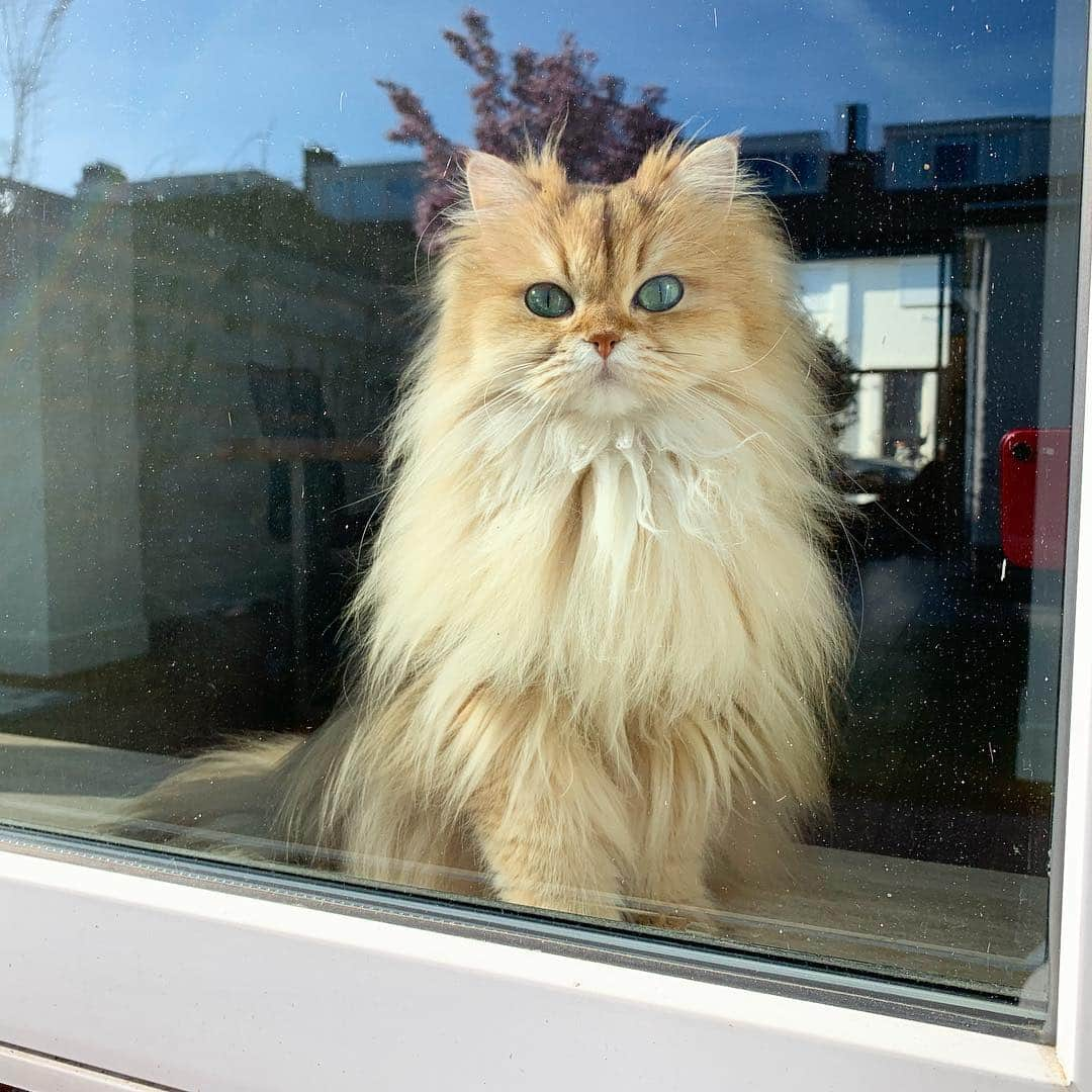 Smoothieさんのインスタグラム写真 - (SmoothieInstagram)「Everything the light touches is our kingdom.」3月27日 3時28分 - smoothiethecat