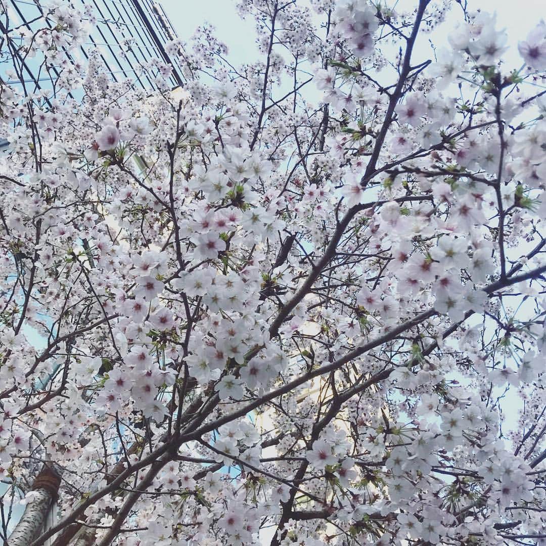 朝倉さやさんのインスタグラム写真 - (朝倉さやInstagram)「冬にすごく可愛いクリスマスツリーだった木に めちゃめちゃ桜が咲いてて. . (を〜。あなたは桜の木だったのかぁ!!!!!!) となりました:〉 . 春！🐥🌸」3月26日 19時51分 - asakurasaya