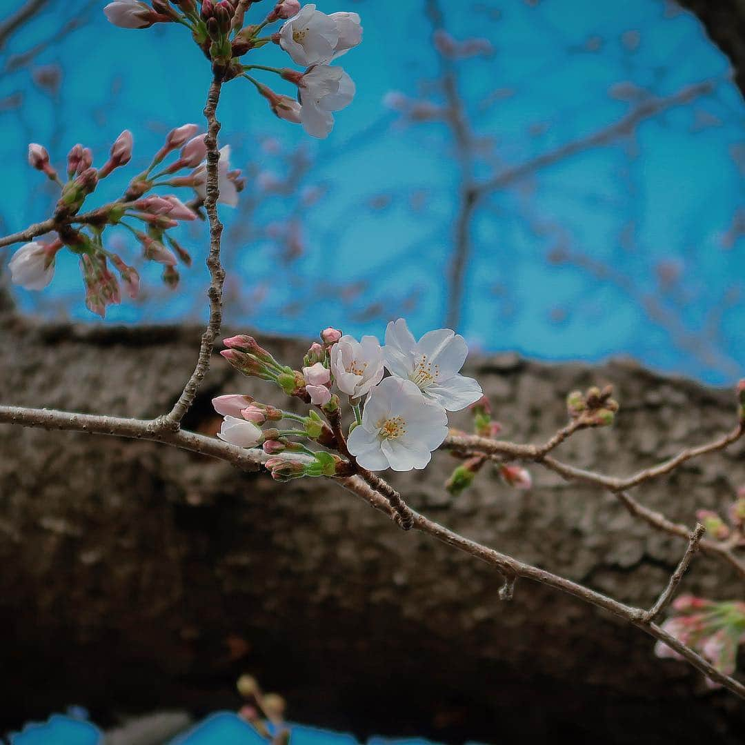 2020年東京オリンピックさんのインスタグラム写真 - (2020年東京オリンピックInstagram)「It’s that time of the year 🌸 #sakura | Photo by Tokyo 2020」3月26日 20時01分 - tokyo2020