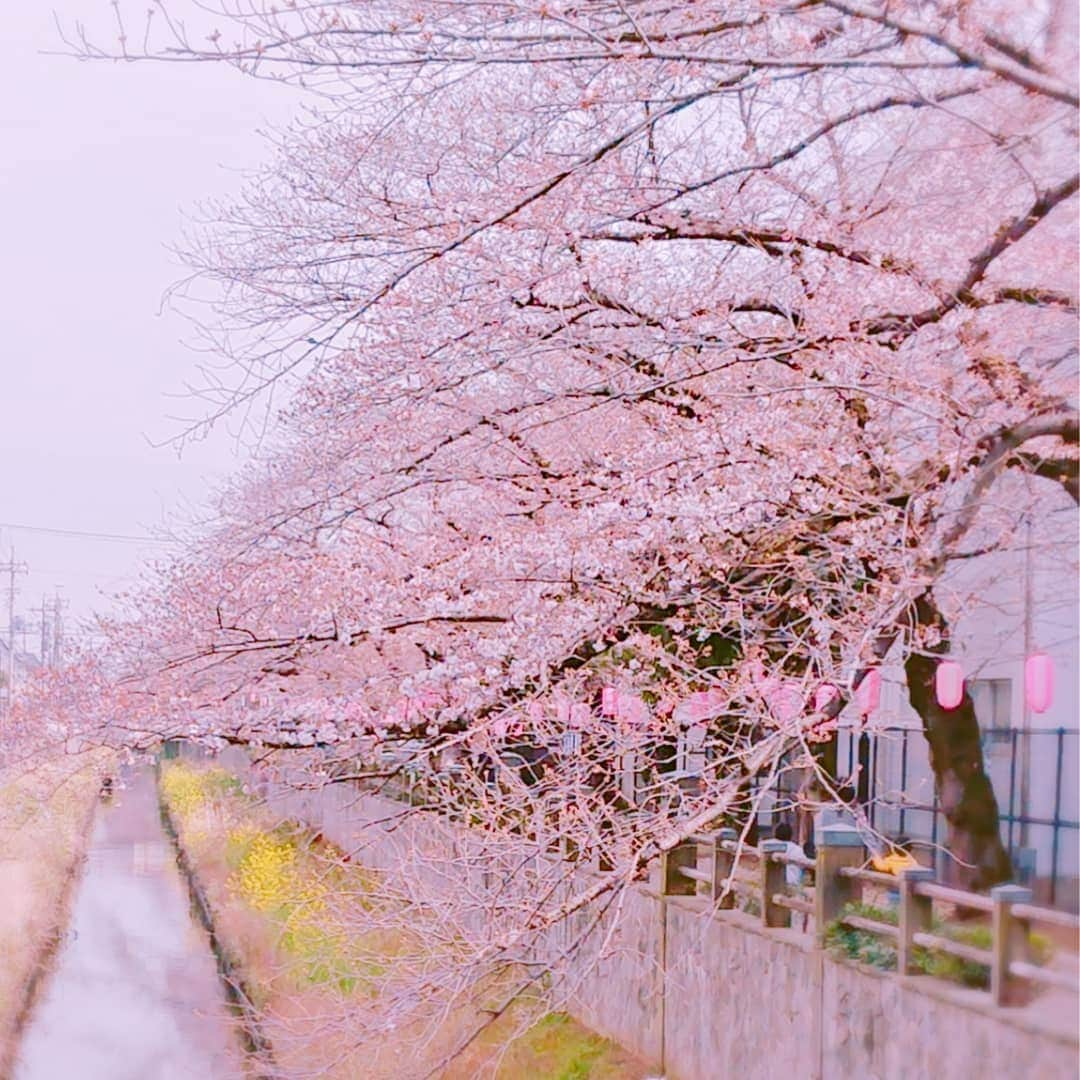 富永沙織さんのインスタグラム写真 - (富永沙織Instagram)「地元の桜も咲き始めました☺️🌸✨ #桜  #桜並木 #真間川  #真間川の桜  #春 #cherryblossom  #spring  #菜の花  #なのはな」3月26日 20時03分 - saori_tominaga