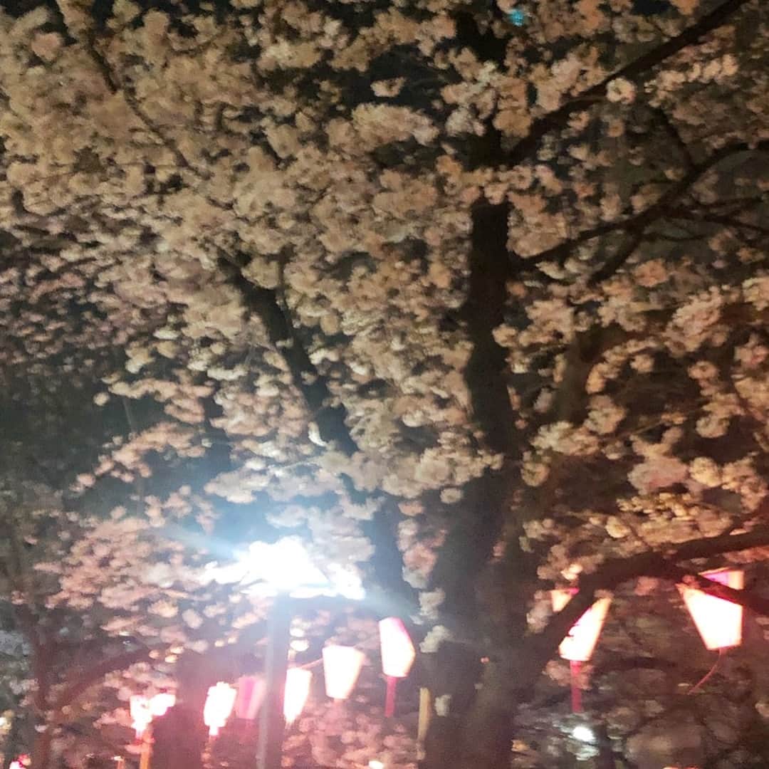 市川海老蔵 （11代目）さんのインスタグラム写真 - (市川海老蔵 （11代目）Instagram)「* Enjoying the cherry blossoms before our vacation because we didn’t want to miss them. So now time to head to the airport!  ハワイ行く前に花見🌸🌸🌸 戻ったら散ってると思ったので。  さ！ 空港いこか✈️ #市川海老蔵 #海老蔵 #成田屋 #歌舞伎  #ABKAI #ABMORI #ebizoichikawa #ebizo #kabuki #thunderparty  #classic」3月26日 20時08分 - ebizoichikawa.ebizoichikawa