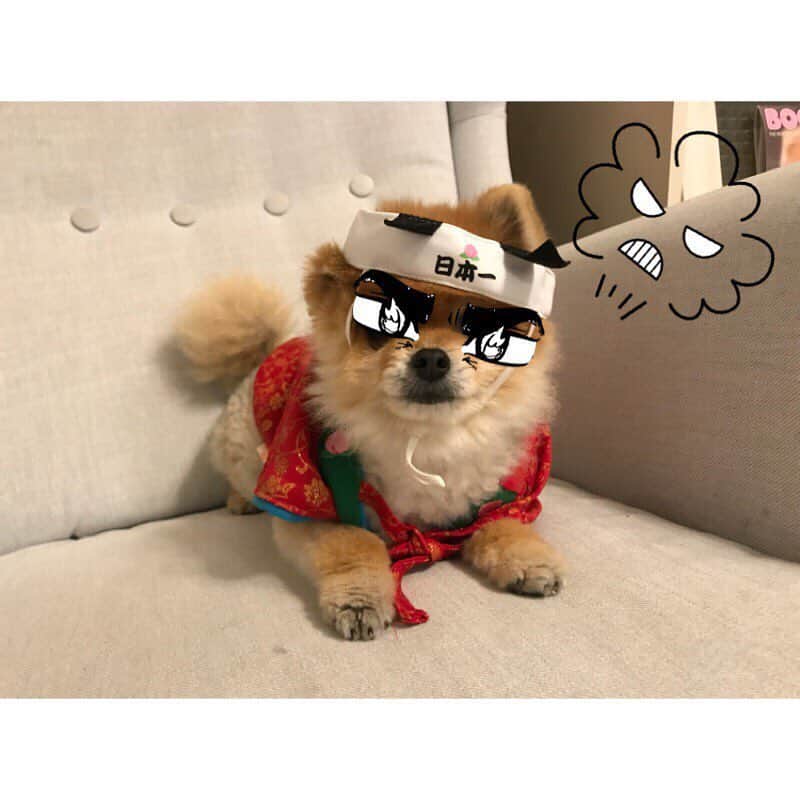 RIO POMEのインスタグラム：「桃太郎物語最終章✨ .  無事鬼退治終了✨  #ポメラニアン #pomeranian  #犬 #dog #dogstagram#doglover #愛犬 #わんこ #ポメラニアン大好き #ポメラニアンが世界一可愛い #pom #ぽめらにあん #ポメ#pomeraniansofinstagram  #pomeranianlove #ふわもこ部 #いぬバカ部 #癒しわんこ#instapic#pomstagram #puppy #dogsofinstagram #cute#cutedog」