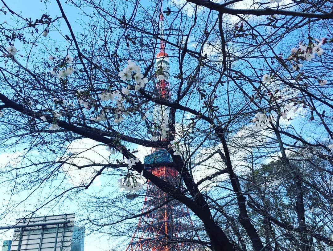 葵ゆりかさんのインスタグラム写真 - (葵ゆりかInstagram)「お花見という名の、木見🌸  #お花見 #🌸 #cherryblossom #咲いてない #フライング #ピクニック #東京タワー #tokyotower #芝公園 #bestfriends」3月26日 20時18分 - yuriyuricchi