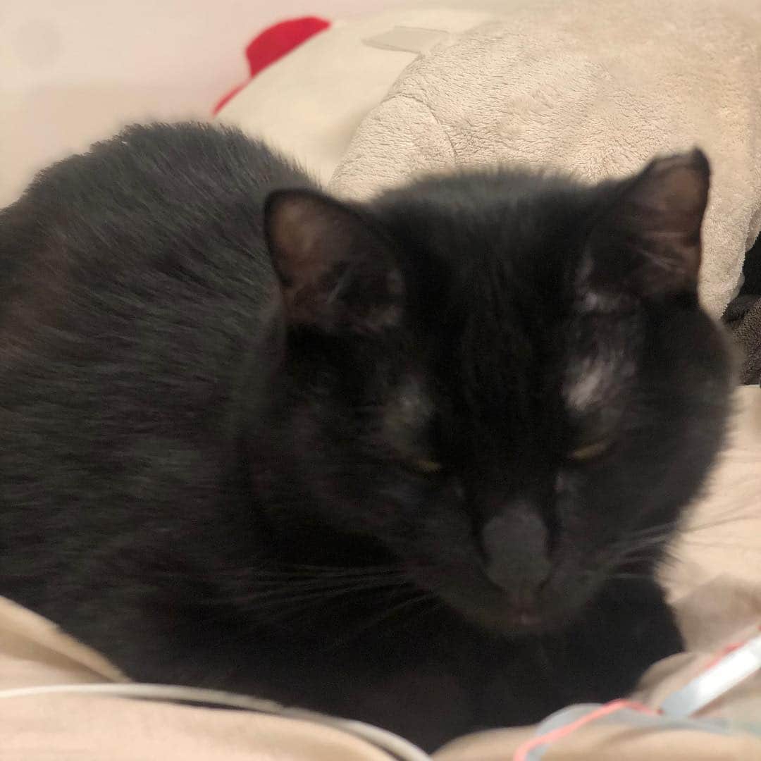 azのインスタグラム：「こあらだょ #ccoちゃん #黒猫 #コアラ #黒コアラ」