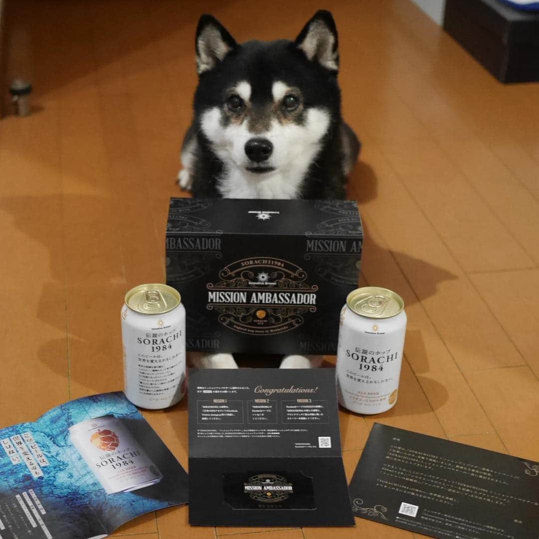 のインスタグラム：「🍻 「SORACHI1984」ミッションアンバサダーの一員に選出されました🐾 #SORACHI1984 #ミッションアンバサダー #No0820 #ソラチエース #伝説のホップ #InnovativeBrewer #サッポロビール #sapporobeer #lovebeer #⭐️SAPPORO #黒柴 #柴犬 #和犬 #日本犬 #晩酌犬 #座敷犬 #わんと一緒 #わんこのいる生活 #わんこのいる暮らし #柴犬と一緒 #柴犬のいる生活 #柴犬のいる暮らし #犬のいる暮らし #犬のいる生活 #ふわもこ部 #ふわもこ部ワンコ #ふわもこ部わんこ #わんだフォ #わんだふるjapan」
