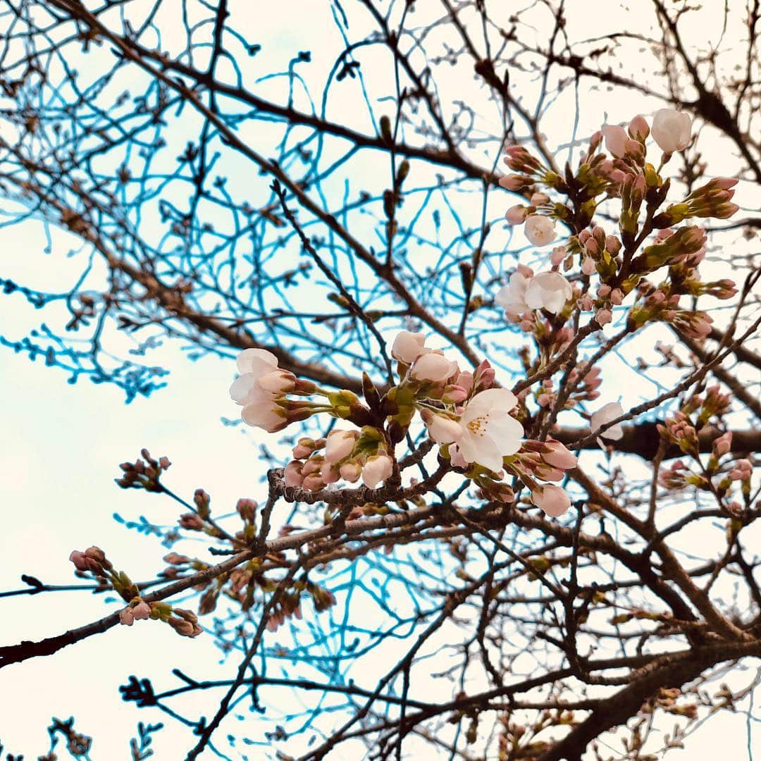 凰津りささんのインスタグラム写真 - (凰津りさInstagram)「少しずつ少しずつ ですが桜も満開に近づいてます🌸 . . 春の足音が聞こえる~🎶 . . 今日は温かくて良い天気🌞 . . 姫路城🏯行くの楽しみ♡ . . 予定ではディナーはジンギスカン🍽🐏笑 . たいちゃんの大会終われば好きなもの沢山一緒に食べに行ける🔥 . なので、花見団子は1人で食べる予定🍡🌸 . #天気が良い #桜の季節 #毎日桜を観察 してると、 #一日一日が尊く感じる #お花見 #楽しみ♡」3月26日 20時31分 - outsu.risa95