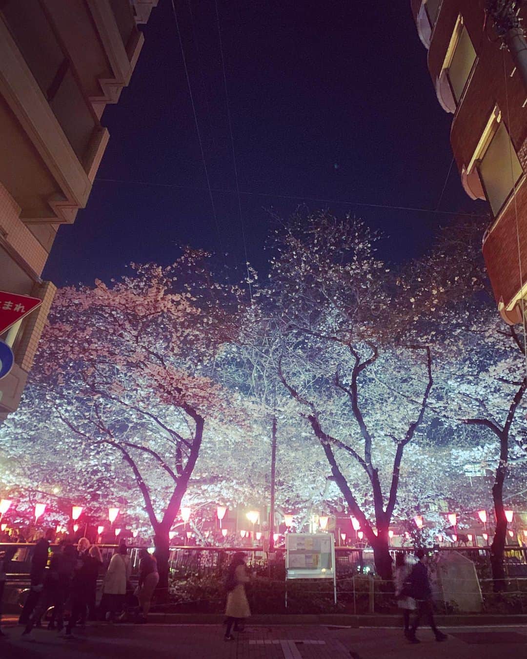 谷川じゅんじさんのインスタグラム写真 - (谷川じゅんじInstagram)「Sakura night walk. さくらラプソディレベル5🌸  #桜 #目黒川 #10段階評価 #sakura #nakameguro #nakamestyle #tokyolife #goodvibesonly #goodneighbors #thisisjapan #Level5 #さくらラプソディ」3月26日 20時40分 - junjitanigawa