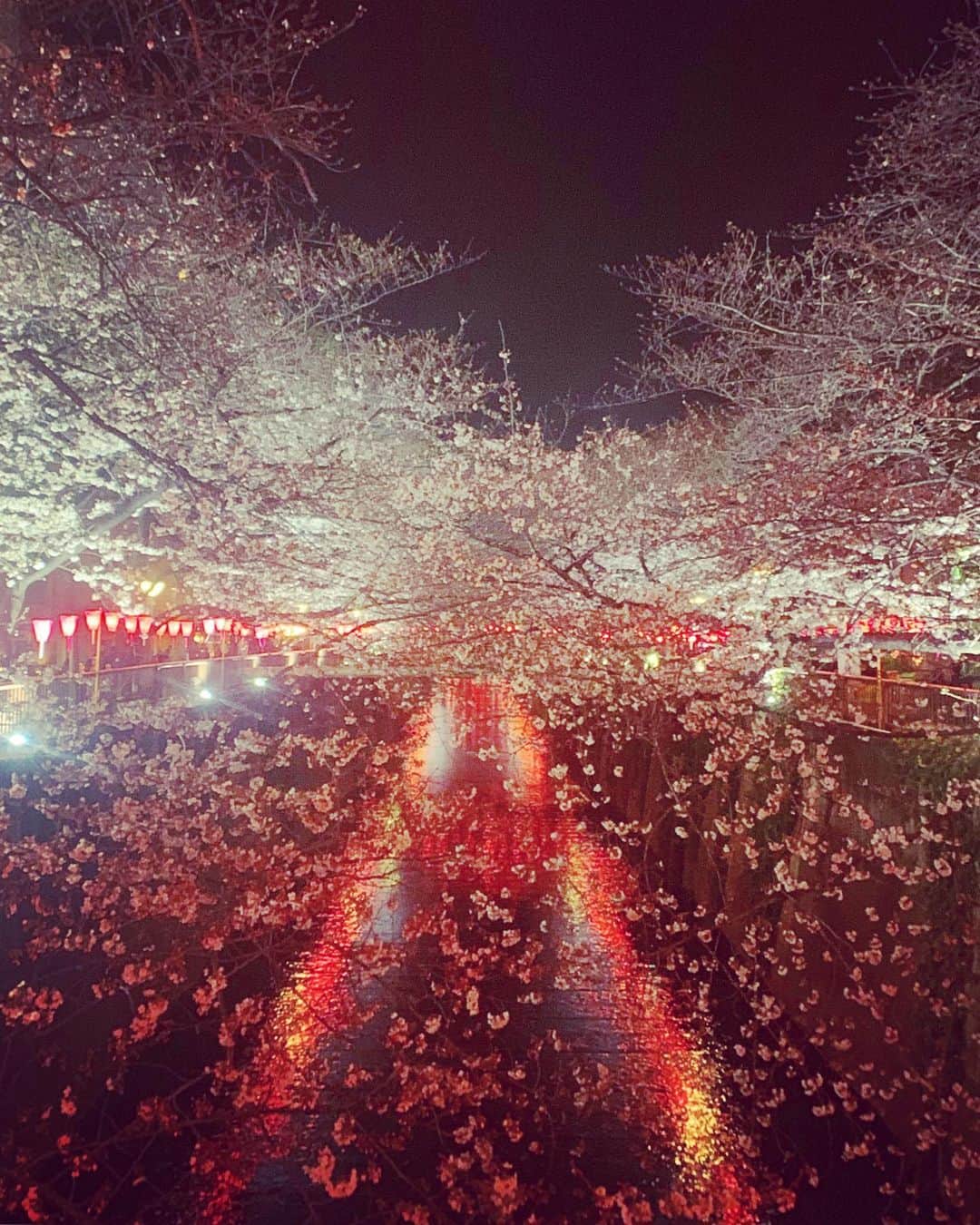 谷川じゅんじさんのインスタグラム写真 - (谷川じゅんじInstagram)「Sakura night walk. さくらラプソディレベル5🌸  #桜 #目黒川 #10段階評価 #sakura #nakameguro #nakamestyle #tokyolife #goodvibesonly #goodneighbors #thisisjapan #Level5 #さくらラプソディ」3月26日 20時40分 - junjitanigawa