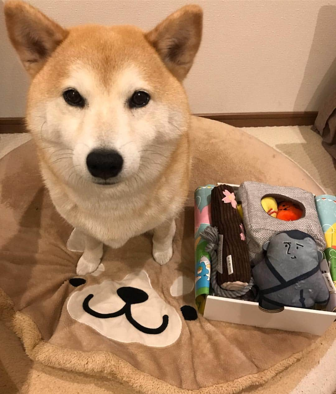 柴犬のモモさんのインスタグラム写真 - (柴犬のモモInstagram)「#pecobox が届きました。今月はお花見がテーマで、桜の木やお弁当のオモチャが入っております。そして気になる右下のは、上野に銅像もある某偉人の人形です @pecobox_official #いぬ #イヌ #犬 #柴犬 #赤柴 #日本犬 #犬バカ部 #ふわもこ部 #いぬら部 #癒しわんこ #柴犬マニア #犬のいる暮らし #口角キュキュッと部 #shiba #shibainu #shibadog #dogstagram #dogsofinstagram #shibastagram #shibasofinstagram #shibamania #inu #instadog #toyota_dog」3月26日 20時49分 - shi_ba_i_nu_momo