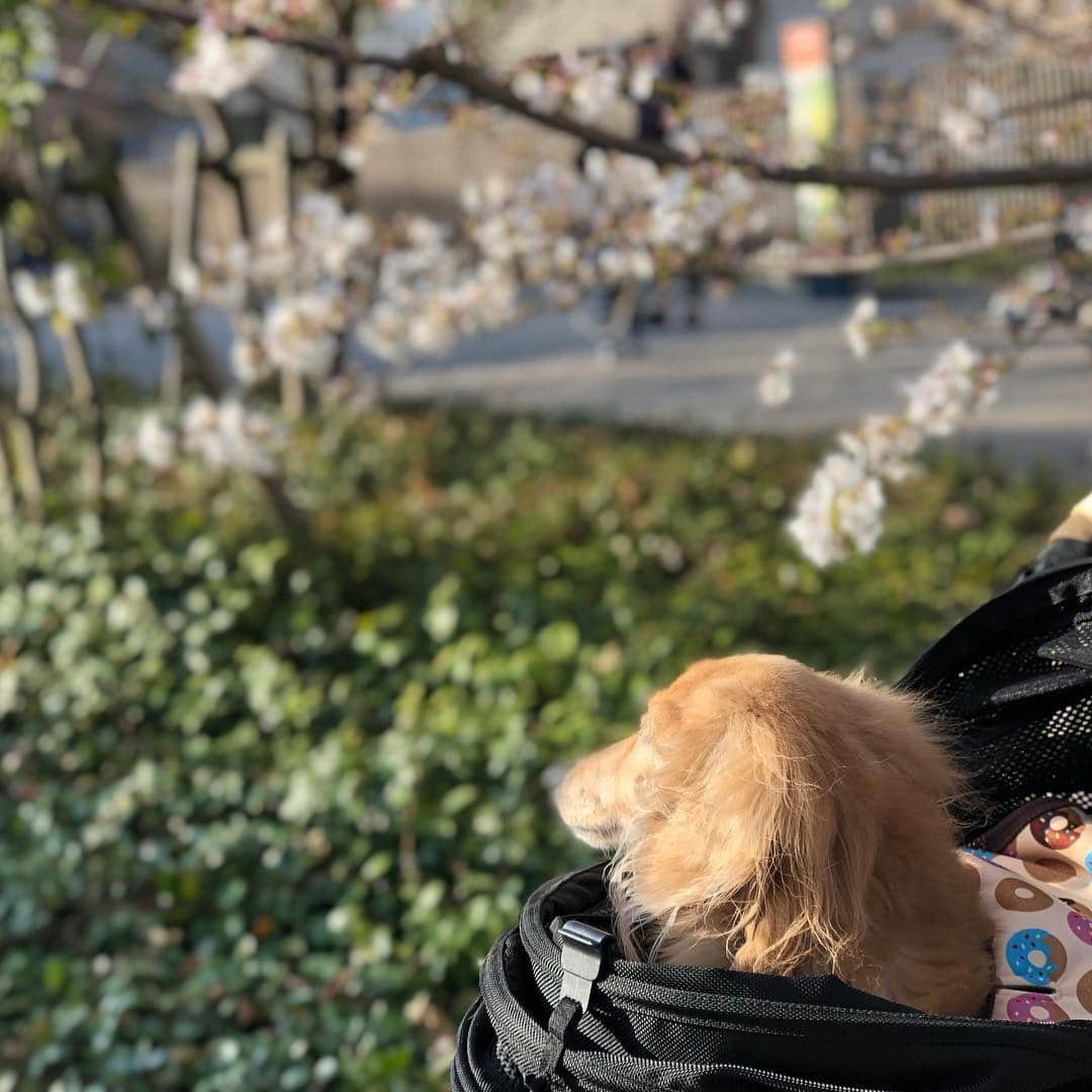 山下莉奈さんのインスタグラム写真 - (山下莉奈Instagram)「お花見散歩🌸🌸🌸 いつの間にかこんなに咲いてるね😊💕 今年も姫ちゃんに桜が見せてあげられた💕（頑張って長生きしてくれてるのは姫ですが💬w） 鼓太郎は初めてのお花見❣️ 春はいいねぇ🐝✨✨✨ #お花見」3月26日 20時49分 - rinayamashita