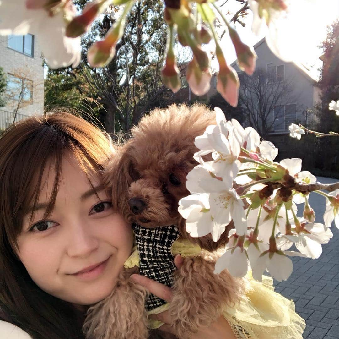 山下莉奈さんのインスタグラム写真 - (山下莉奈Instagram)「お花見散歩🌸🌸🌸 いつの間にかこんなに咲いてるね😊💕 今年も姫ちゃんに桜が見せてあげられた💕（頑張って長生きしてくれてるのは姫ですが💬w） 鼓太郎は初めてのお花見❣️ 春はいいねぇ🐝✨✨✨ #お花見」3月26日 20時49分 - rinayamashita