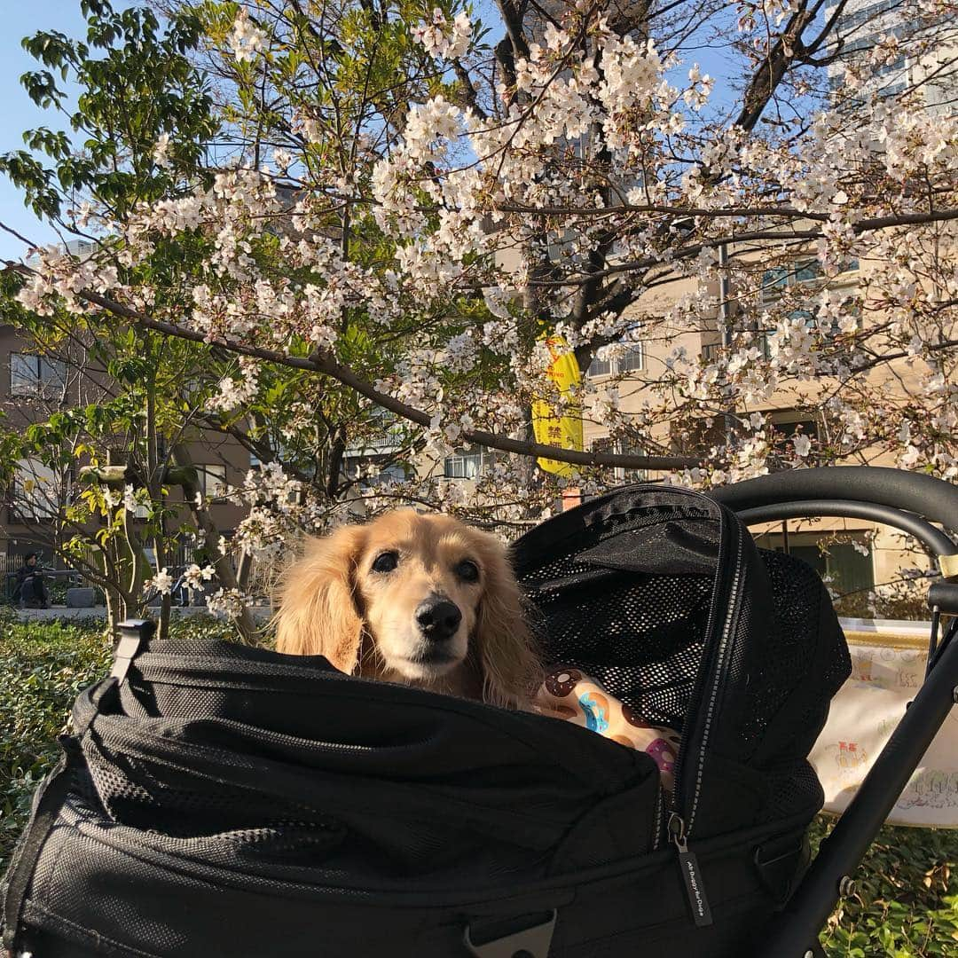 山下莉奈さんのインスタグラム写真 - (山下莉奈Instagram)「お花見散歩🌸🌸🌸 いつの間にかこんなに咲いてるね😊💕 今年も姫ちゃんに桜が見せてあげられた💕（頑張って長生きしてくれてるのは姫ですが💬w） 鼓太郎は初めてのお花見❣️ 春はいいねぇ🐝✨✨✨ #お花見」3月26日 20時49分 - rinayamashita