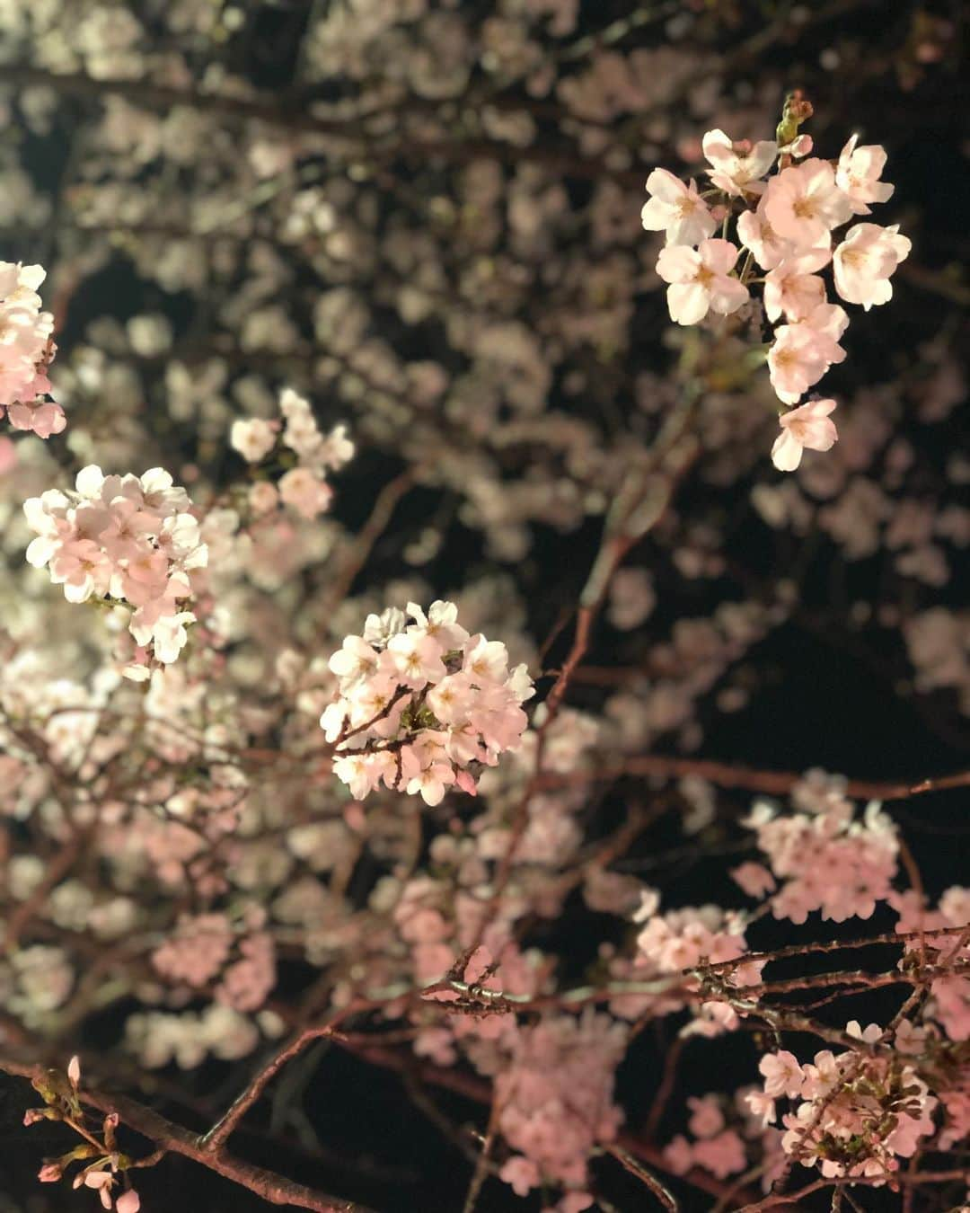 実咲凜音さんのインスタグラム写真 - (実咲凜音Instagram)「. 桜。 そんな季節だよね〜🌸 まだ咲ききっていないところもあったから これから満開になるんだろうなと☺️ いい季節だ。  桜。 見れば見るほど綺麗だわ☺︎‼︎ みりおん。 #いよいよお花見シーズンね #桜 #目黒川 #この季節がきた #いい季節だわ #花の道の桜も #咲いているのかしら？」3月26日 20時44分 - misaki_rion