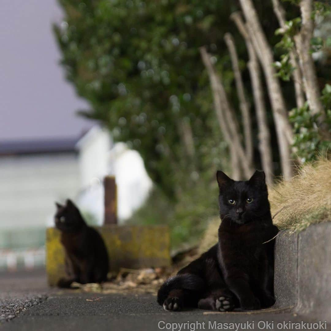 Masayukiさんのインスタグラム写真 - (MasayukiInstagram)「みんなでリラックス。  #cat #ねこ」3月26日 20時47分 - okirakuoki