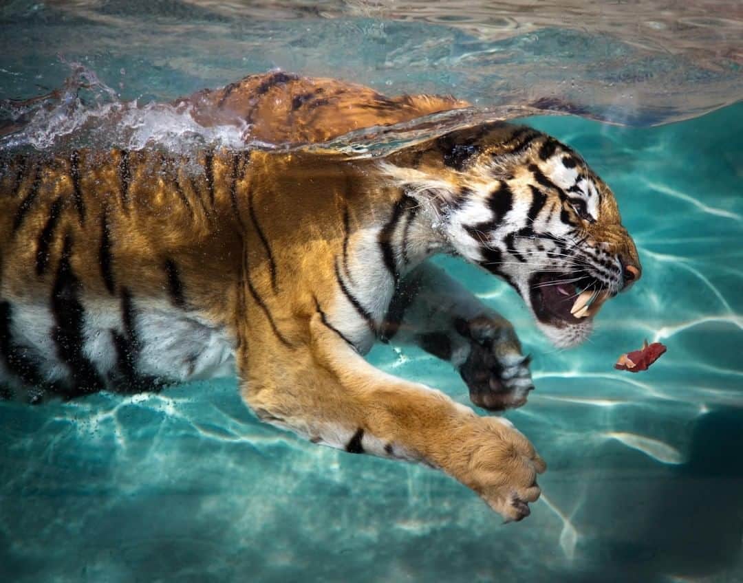 Discoveryさんのインスタグラム写真 - (DiscoveryInstagram)「Worth the swim. 🐟 🐅 . . . Learn about the secret guardians dedicated to protecting tigers when Tigerland premieres Saturday March 30 on Discovery and Discovery GO . . . #TigerTuesday #ProjectCat #POTD #photooftheday #picoftheday #photography #nature #naturephotography #wildlifephotography #Tigerland #bigcats #tigers」3月26日 20時53分 - discovery