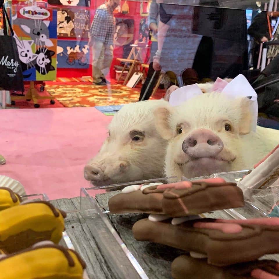 Priscilla and Poppletonさんのインスタグラム写真 - (Priscilla and PoppletonInstagram)「We’ll take two of everything, piggy please!🐷💕🍪#bakeryvibes #drivethru #cookiemonsters #boscoandroxys  #globalpetexpo #PrissyandPop」3月26日 21時00分 - prissy_pig