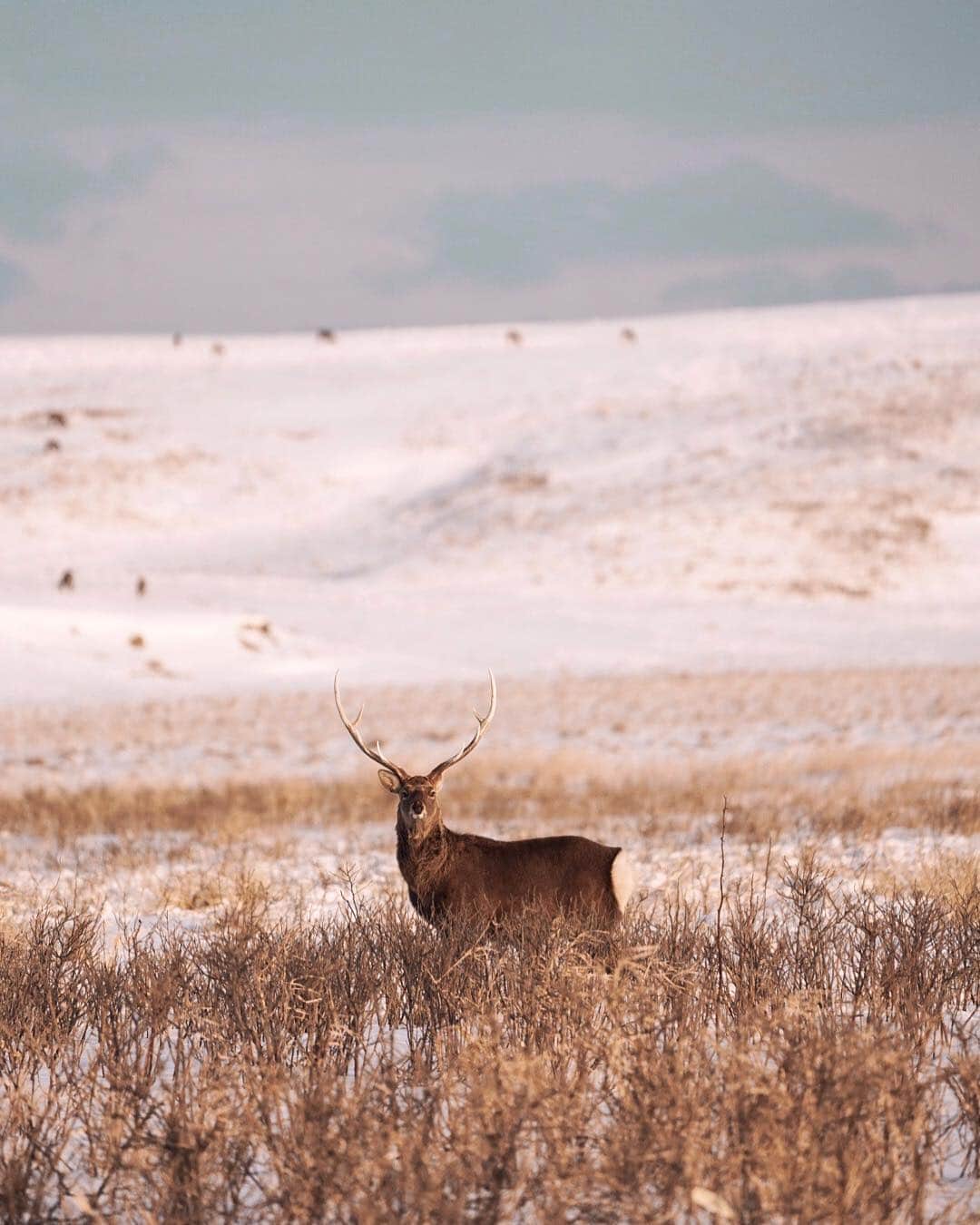 Hikaruのインスタグラム：「#deer #根室 . この場所の一面には、 300頭から400頭くらい鹿が埋め尽くしていました。  それは、初めて見る私にとっては息を呑む瞬間でした。 . ここ3月に訪れた際はまだ雪があるのに 熊がもう出たって。 早い。恐るべし根室。 私、去年フットパスで1人歩いたのね。 やっぱり熊出るじゃん。 怖くて途中で引き返したの。 予感は正解だった。 森深いもの。 . . .  #東京カメラ部 #instagram #igersjp  #tokyocameraclub  #natgeo #yourshotphotographer  #sony #bealpha #sonyalpha  #pashadelic #naturephotography #naturegeography #lovers_nippon #photogrena_nature #photo_shorttrip #japan #visitjapanjp #longexposure_japan #hokkaido #写真好きな人と繋がりたい」