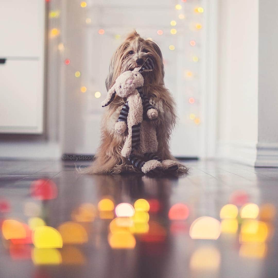 Holly Sissonのインスタグラム：「I think I caught the Easter Bunny! 🐰🐶🤣 #bokeh #Havanesedog #easterbunny #easterdog ~ See more of Oliver, and Alice & Finnegan, on their pet account @pitterpatterfurryfeet ~ Canon 1D X MkII + 85 f1.2L II @ f1.2 (See my bio for full camera equipment information plus info on how I process my images. 😊) ~ #pickmotion」