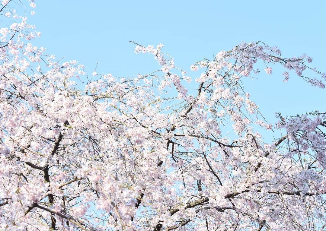 The Japan Timesさんのインスタグラム写真 - (The Japan TimesInstagram)「It’s that time of year when Japan takes on a pink hue as cherry trees blossom across Japan. The weeping cherry, known as “shidarezakura” in Japanese, tend to bloom earlier than the more common “somei-yoshino,” which will probably hit their peak this weekend. One of the more scenic spots to view the majesty of weeping cherry trees is in the classically landscaped garden Rikugien in Bunkyo Ward’s Tokyo. (Satoko Kawasaki photos). . . . . . #hanami #sakura #weepingsakura #shidarazukura #シダレザクラ #桜 #花見 #rikugien #六義園」3月26日 21時07分 - thejapantimes