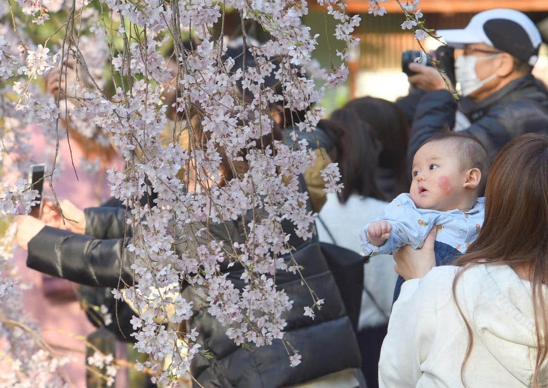 のインスタグラム：「It’s that time of year when Japan takes on a pink hue as cherry trees blossom across Japan. The weeping cherry, known as “shidarezakura” in Japanese, tend to bloom earlier than the more common “somei-yoshino,” which will probably hit their peak this weekend. One of the more scenic spots to view the majesty of weeping cherry trees is in the classically landscaped garden Rikugien in Bunkyo Ward’s Tokyo. (Satoko Kawasaki photos). . . . . . #hanami #sakura #weepingsakura #shidarazukura #シダレザクラ #桜 #花見 #rikugien #六義園」