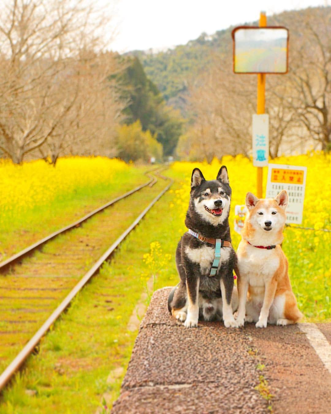 柴犬 けんしろう ゆりあさんのインスタグラム写真 - (柴犬 けんしろう ゆりあInstagram)「🐶🚃🐶 . 線路はつづくよどこまでも〜♫ . 3月末でムーミン列車が 終了してしまうと聞き 昨日会いに行ってきました💛 . 菜の花の咲く無人駅に降り立ち にわか撮り鉄気分になった飼い主は(笑) けんゆりとムーミン列車を撮ってみたい！ と、チャレンジしてみることに。 さて、ちゃんと撮れたでしょうか🙄 明日へつづく... . . Location 千葉 #いすみ鉄道」3月26日 21時16分 - nerishiro