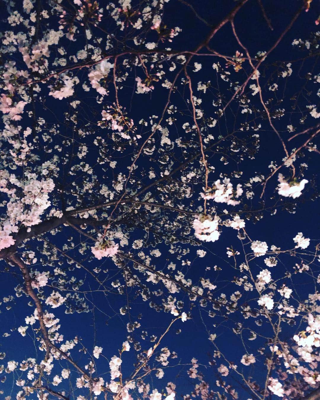 武井壮さんのインスタグラム写真 - (武井壮Instagram)「夜桜が美しいね」3月26日 21時12分 - sosotakei